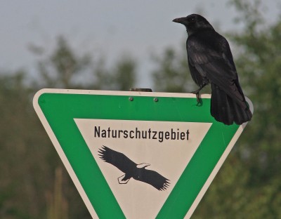 Rabenkr Naturschutz OEJV