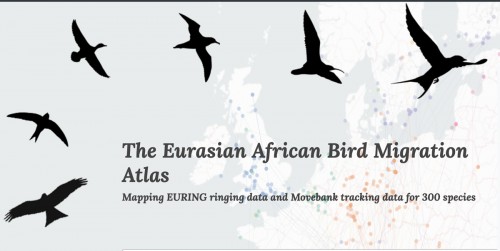 Bird Migration Atlas