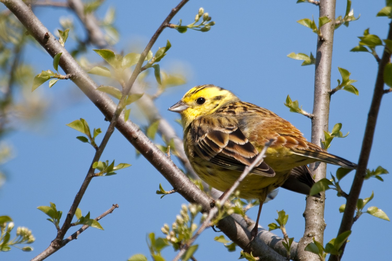 OGBW Monitoring H ufige Brutv gel MhB 