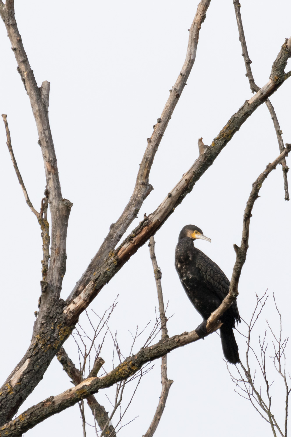 Kormoran OliverElsaesser