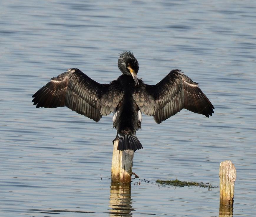 Kormoran Fabian Schrauth