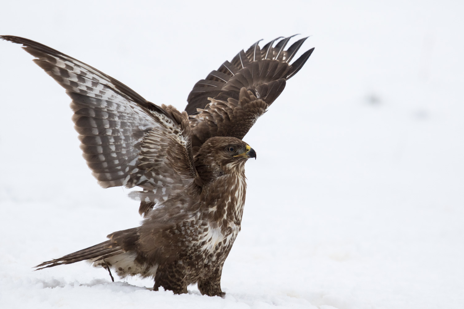 Maeusebussard01 OliverElsaesser