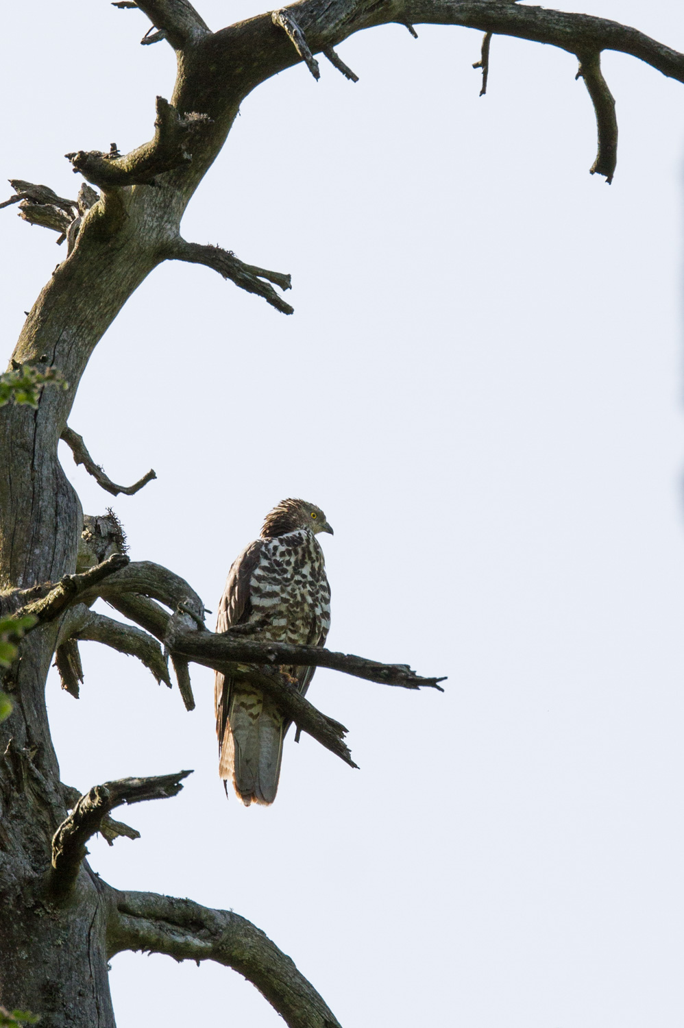 Wespenbussard OliverElsaesser