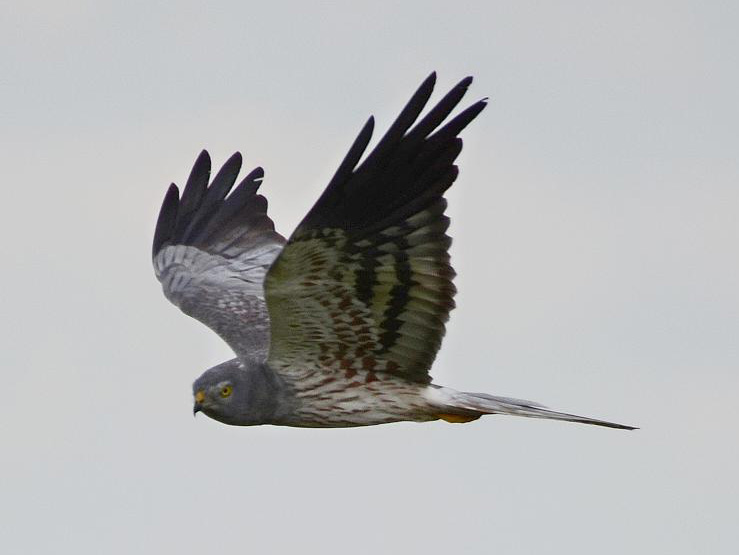 Wiesenweihe M Fabian Schrauth